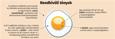 Tojás tömegosztályok infografika