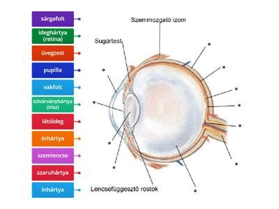 A burgonyanövény felépítése diagram