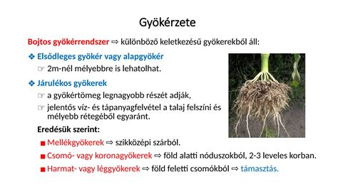 Talajprofil és a burgonya gyökérzete
