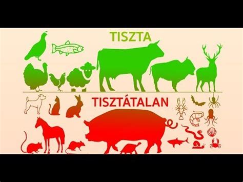 Tiszta és tisztátalan állatok kategóriái táblázat