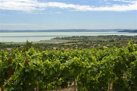 Csopaki borvidék panoráma