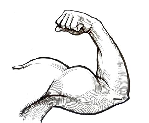A bicepsz anatómiája