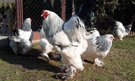 Brahma tyúkok egy baromfiudvarban