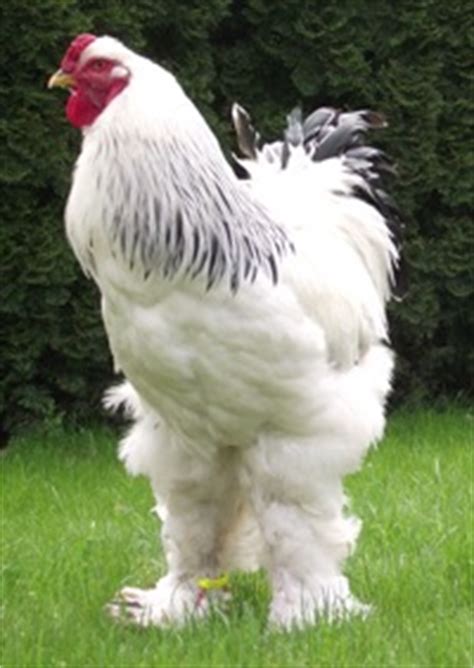 Fehér Lazac Brahma kakas portréja