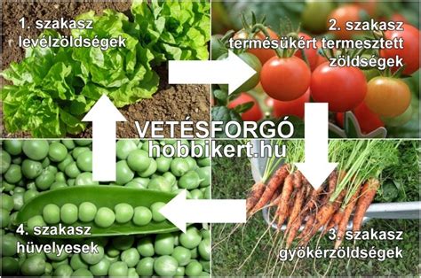 Vetésforgó diagramja különböző növényekkel