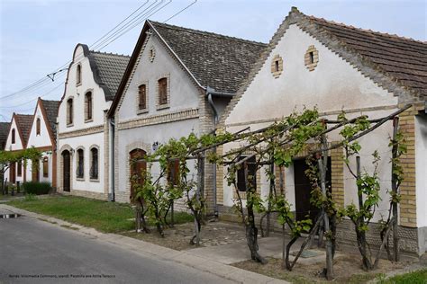 Fehérre meszelt palkonyai présházak és pincék