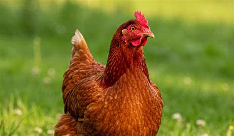 napos és árnyékos rész a tyúk kifutóban