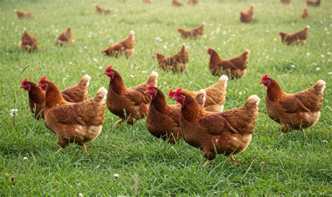 tyúkok porfürdőben