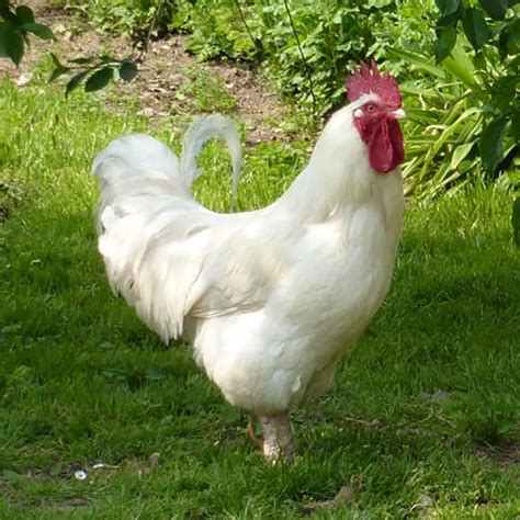 Broiler csirkék előállítása