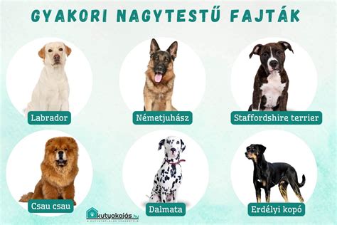 Kutya csirkehússal