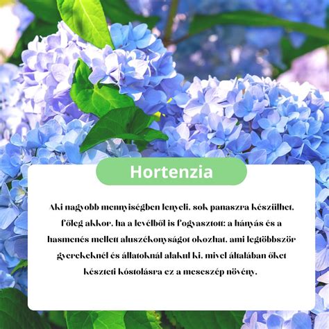 Mérgező téli termésű növények