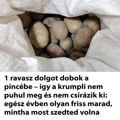 tisztán tartott erjesztőhordók sorba rendezve egy hűvös pincében