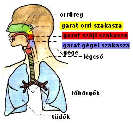 A torok anatómiája és a gombócérzés lehetséges helyei
