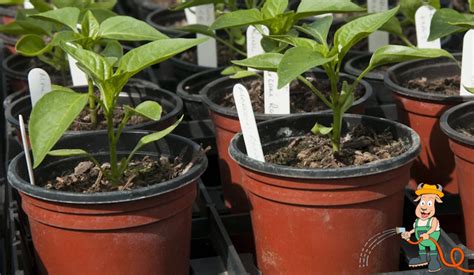 kápia paprika palánta ültetése