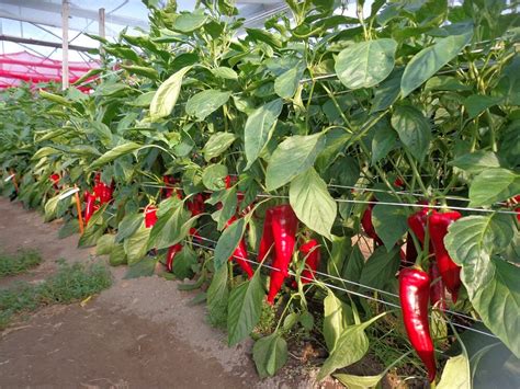 kápia paprika termesztése hidroponikus rendszerben