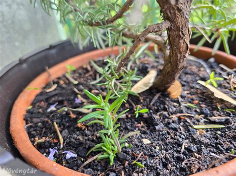 Rozmaring növény cserépben