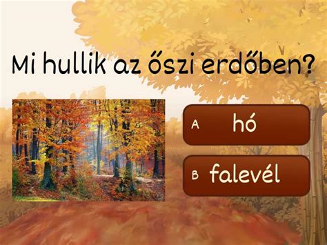 Őszi erdő, lehullott levelekkel, az idő múlására utalva
