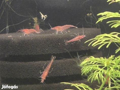 Különböző Neocaridina garnéla fajok színvariációi