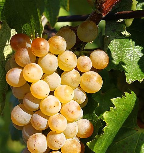 Furmint szőlő