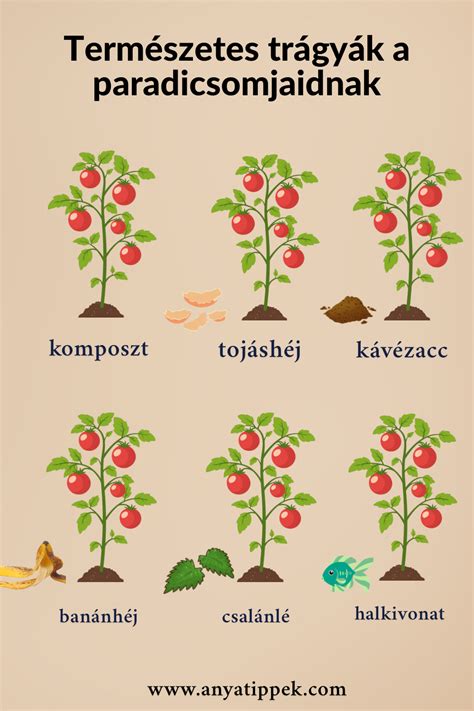 támrendszeres paradicsomültetés előnyei