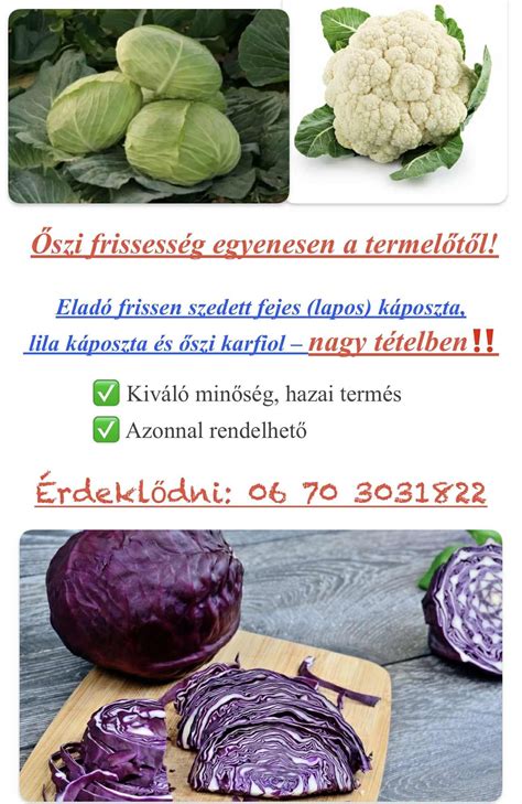 Frissen szedett káposzta