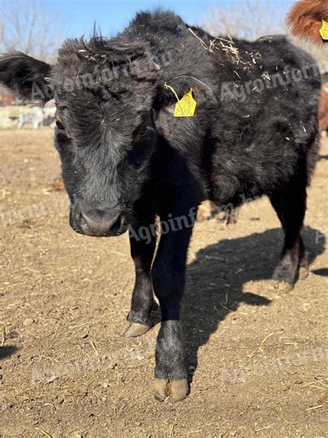 Wagyu bika, Abramovich Abermule-ből