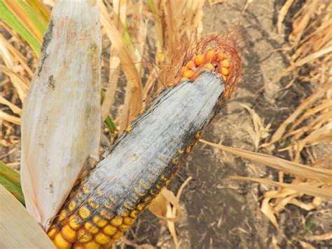 kukoricaszemek közelről