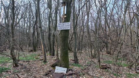 természetes fenyőtobozok különböző fajtái egy erdei ösvényen