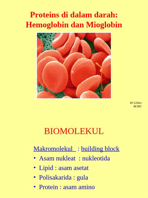 A mioglobin hatása a hús színére