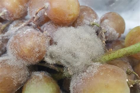 Botrytis cinerea fertőzés a salátán