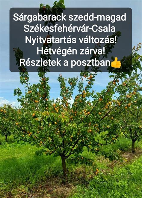 sárgabarack magozás
