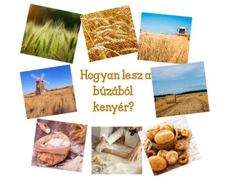 A kenyér története infografika