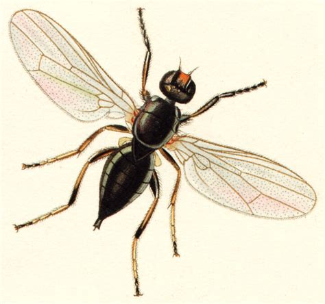 Sajtlégy (Piophila casei)