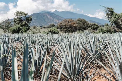 Tequila agave növény és mexikói táj