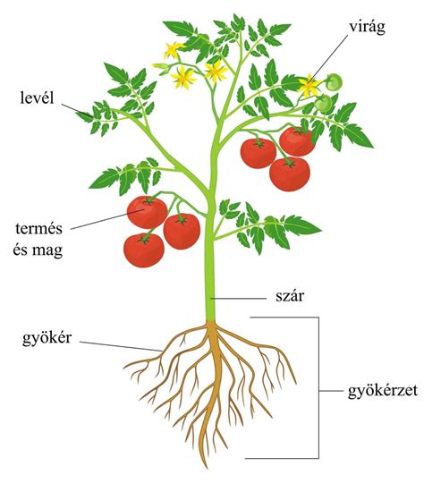 Virág szerkezeti diagramja