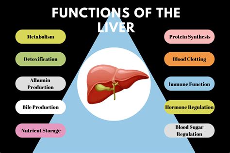 Diagram illustrating liver content requirements for different pâté types