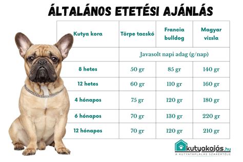 Újszülött kölyökkutya etetése cumisüvegből