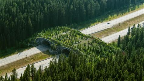 Vadaknak épített felüljáró a Banff Nemzeti Parkban