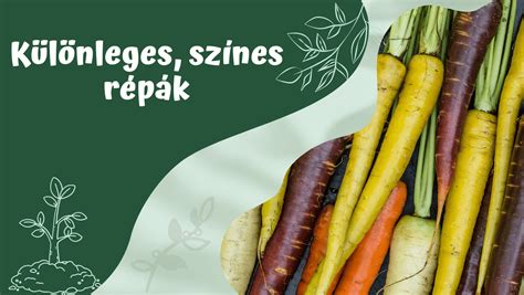 Különleges burgonyafajták színes palettája