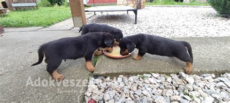 Albie, a tacskó-rottweiler keverék kutya