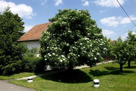 Bodzafa a népi festményen