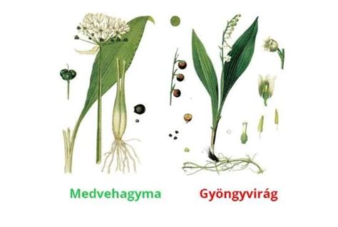 Medvehagyma virágok és levelek