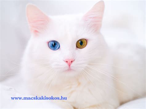 Macska súlytáblázat