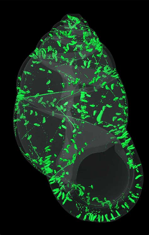 Bellardiella crassilabris héjának nano computer tomográfiás (Nano CT) rekonstrukciója