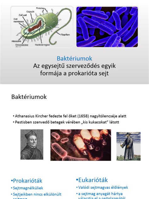 A leggyakoribb hússzennyező baktériumok listája