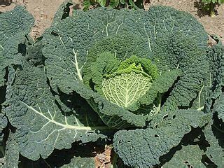 kelkáposzta növény