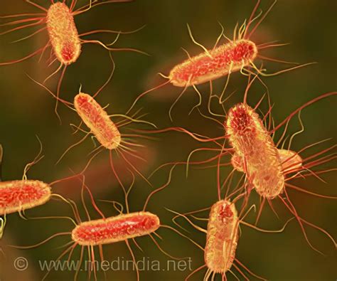 E. coli mikroszkopikus képe