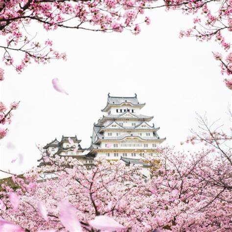 japán cseresznyevirágzás desszert díszítéssel