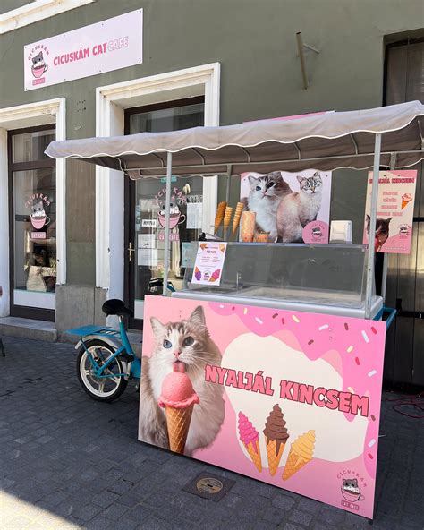 Cicuskám Cat Café Eger