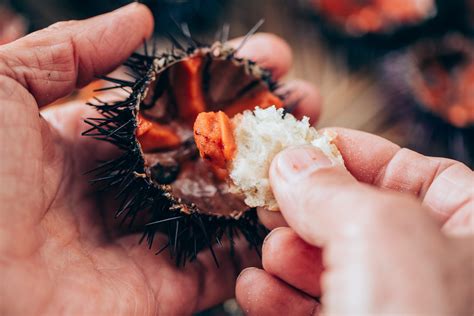 Tengeri sün nigiri és sashimi